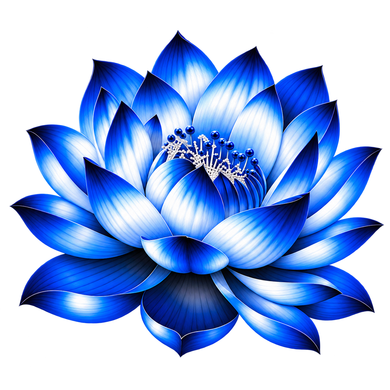 Nymphaea caerulea flower